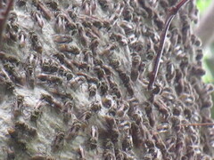 Protonectarina sylveirae