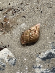 Phasianella australis