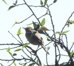 Icterus spurius