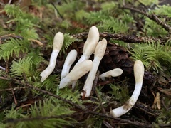 Trichoderma leucopus