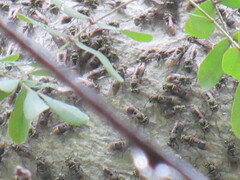 Protonectarina sylveirae