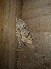 Lithophane ornitopus