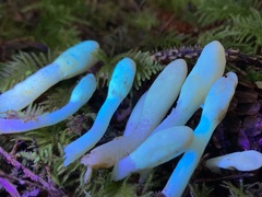 Trichoderma leucopus