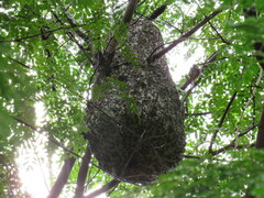 Protonectarina sylveirae