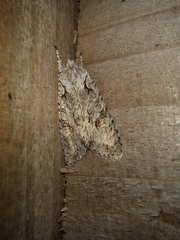 Lithophane ornitopus