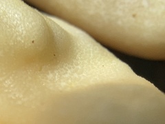 Trichoderma leucopus