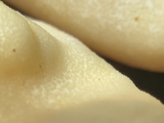 Trichoderma leucopus