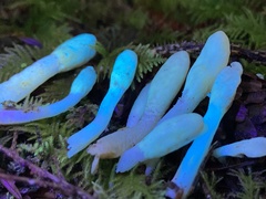 Trichoderma leucopus