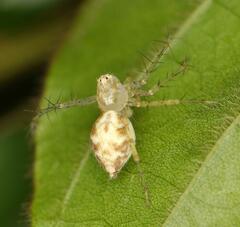 Oxyopes longispinosus