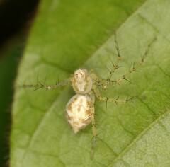 Oxyopes longispinosus