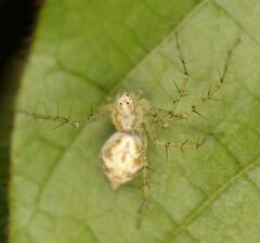 Oxyopes longispinosus