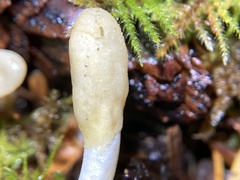 Trichoderma leucopus