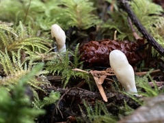 Trichoderma leucopus