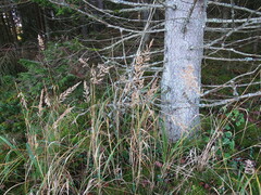 Calamagrostis epigejos