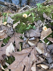 Cuphophyllus pratensis