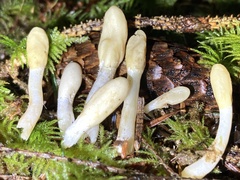 Trichoderma leucopus