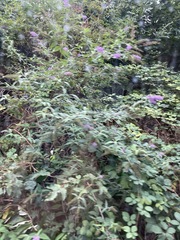 Buddleja davidii