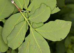 Dais cotinifolia