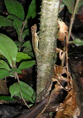 Anolis trachyderma
