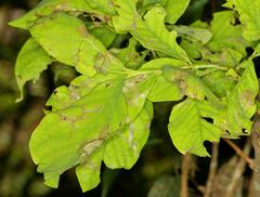 Dais cotinifolia