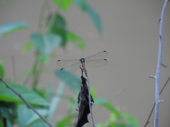 Cannaphila