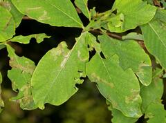 Dais cotinifolia