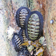 Chiton granosus