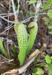 Sarracenia minor