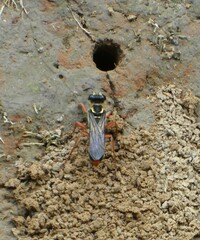 Sphex dorsalis