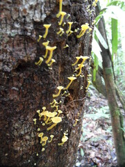 Tricholomopsis aurea