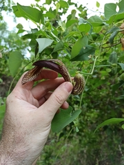 Aristolochia esperanzae