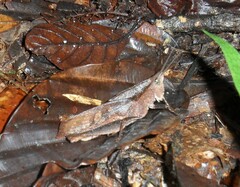 Colpolopha latipennis