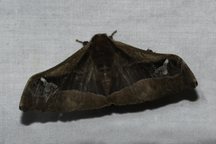 Holocerina smilax