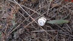 Xeropicta derbentina