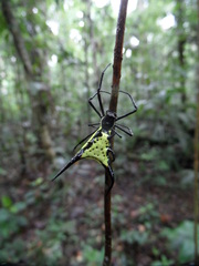 Micrathena schreibersi