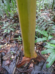 Calycophyllum spruceanum