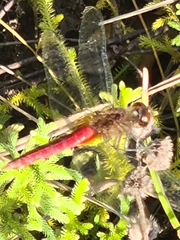 Brachymesia