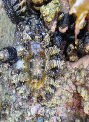 Fissurella limbata