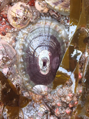 Fissurella limbata
