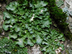 Pleurosticta acetabulum