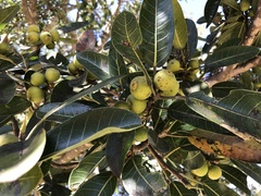 Ficus insipida