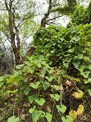Aristolochia esperanzae