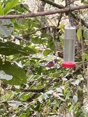 Philodice mitchellii