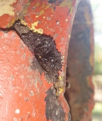 Frieseomelitta nigra