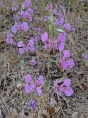 Clarkia borealis