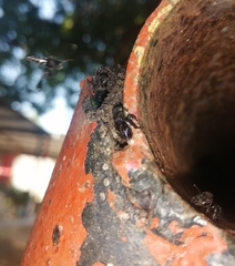 Frieseomelitta nigra