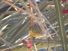 Serinus canaria canaria
