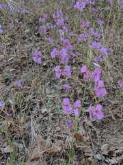 Clarkia borealis
