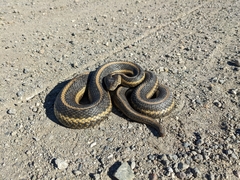 Thamnophis gigas
