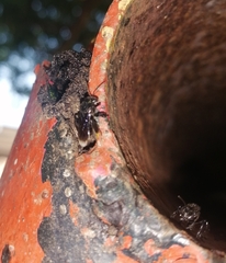 Frieseomelitta nigra